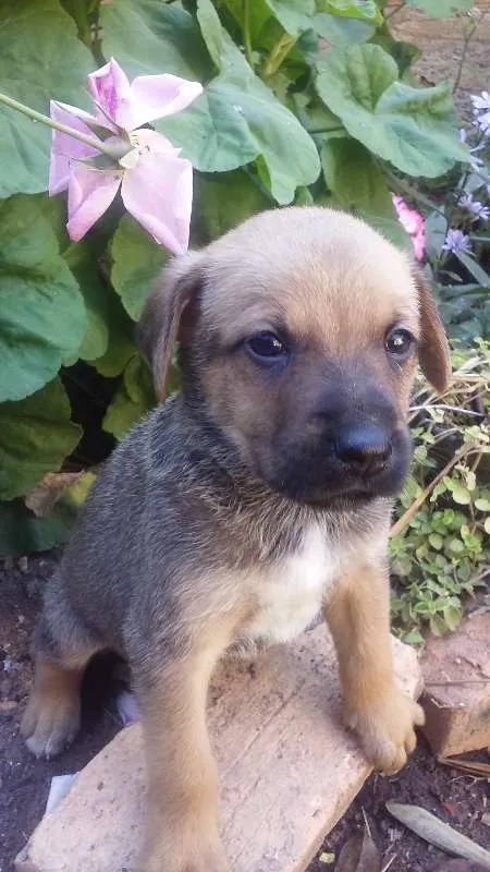 Cachorro raça Vira lata idade Abaixo de 2 meses nome Filhotes