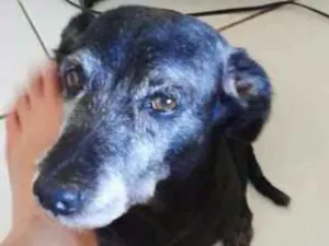 Cachorro raça VL idade 6 ou mais anos nome Gugu
