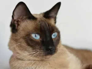 Gato raça SRD idade 3 anos nome Lentilha