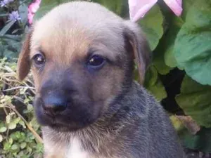 Cachorro raça Vira lata idade Abaixo de 2 meses nome Filhotes