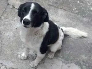Cachorro raça Sem raça idade 3 anos nome Totó