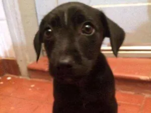 Cachorro raça SRD idade 2 a 6 meses nome Escolha o meu nome