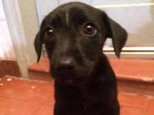 Cachorro ra a SRD idade 2 a 6 meses nome Escolha o meu nome