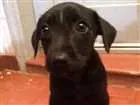 Cachorro raça SRD idade 2 a 6 meses nome Escolha o meu nome