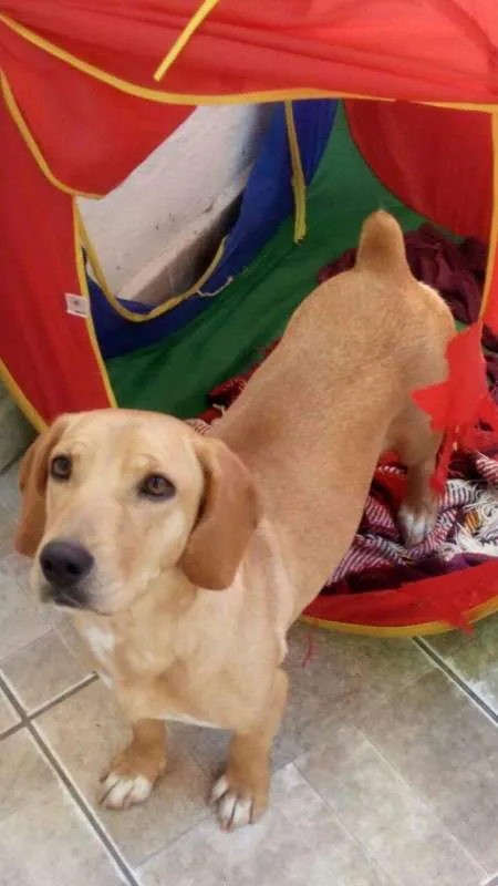 Cachorro ra a SRD idade 1 ano nome Angelina