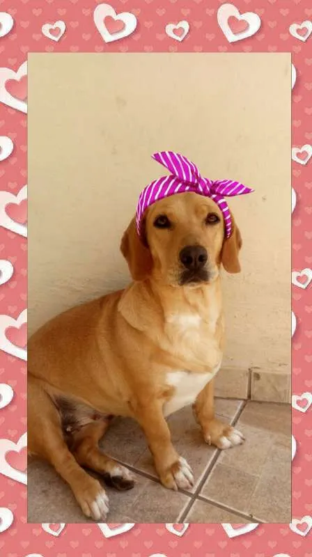 Cachorro ra a SRD idade 1 ano nome Angelina