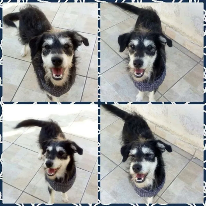 Cachorro ra a SRD idade 1 ano nome Pateta