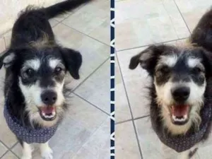 Cachorro raça SRD idade 1 ano nome Pateta