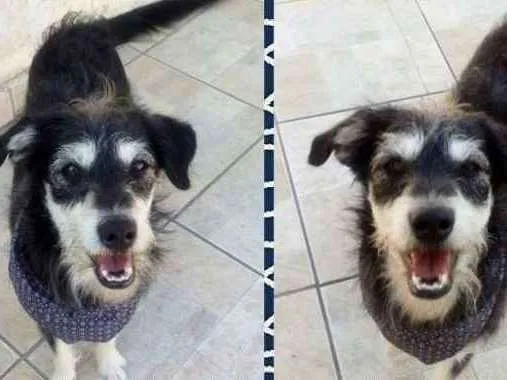 Cachorro ra a SRD idade 1 ano nome Pateta