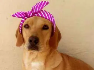 Cachorro raça SRD idade 1 ano nome Angelina