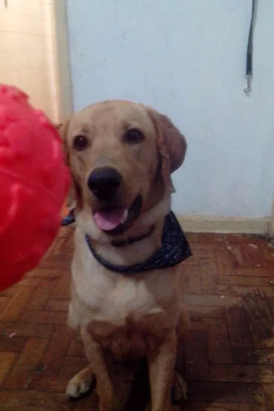 Cachorro ra a Golden Misturado idade 1 ano nome Thor