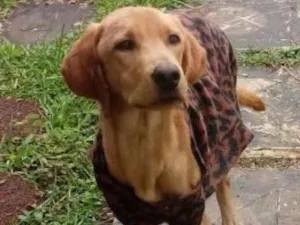 Cachorro raça Golden Misturado idade 1 ano nome Thor