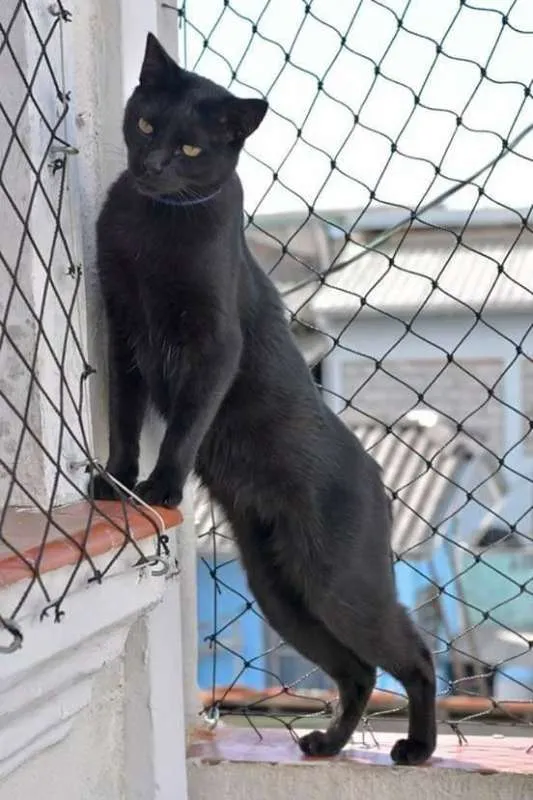 Gato ra a  idade 4 anos nome Carvão
