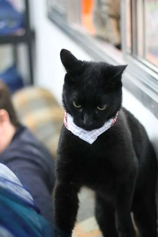 Gato ra a  idade 4 anos nome Carvão