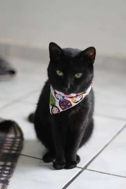 Gato ra a  idade 4 anos nome Carvão