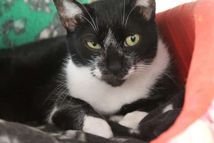 Gato ra a  idade 2 anos nome Margô