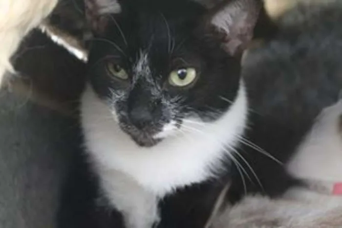 Gato ra a  idade 2 anos nome Margô