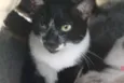 Margô