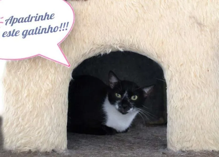 Gato ra a  idade 2 anos nome Margô
