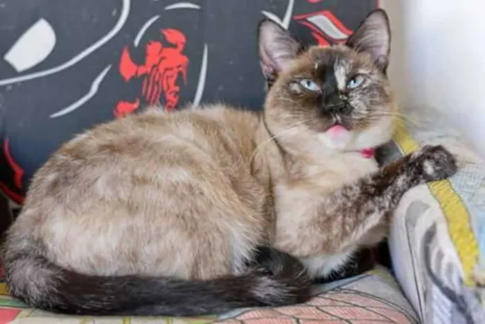 Gato ra a  idade 2 anos nome Madrecita