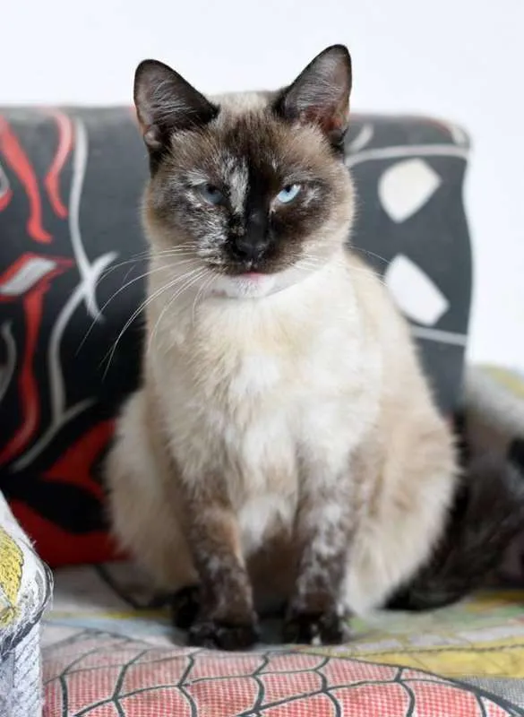 Gato ra a  idade 2 anos nome Madrecita