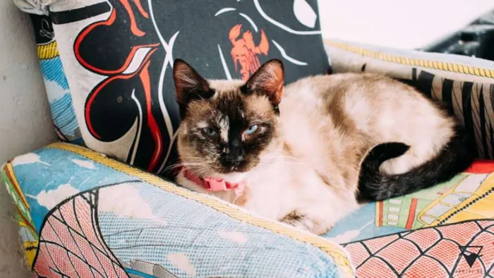 Gato ra a  idade 2 anos nome Madrecita