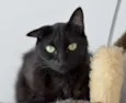 Pantera
