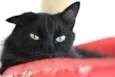 Pantera