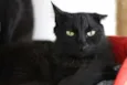 Pantera