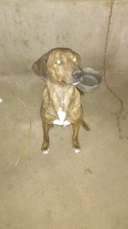 Cachorro ra a Viralata  idade 3 anos nome Spaique 