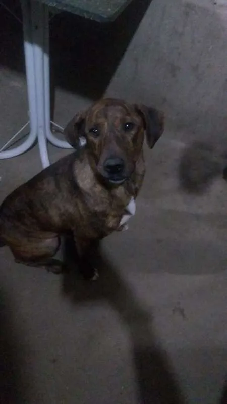 Cachorro ra a Viralata  idade 3 anos nome Spaique 