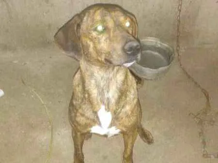 Cachorro ra a Viralata  idade 3 anos nome Spaique 