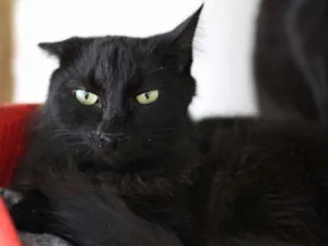 Gato raça  idade 5 anos nome Pantera