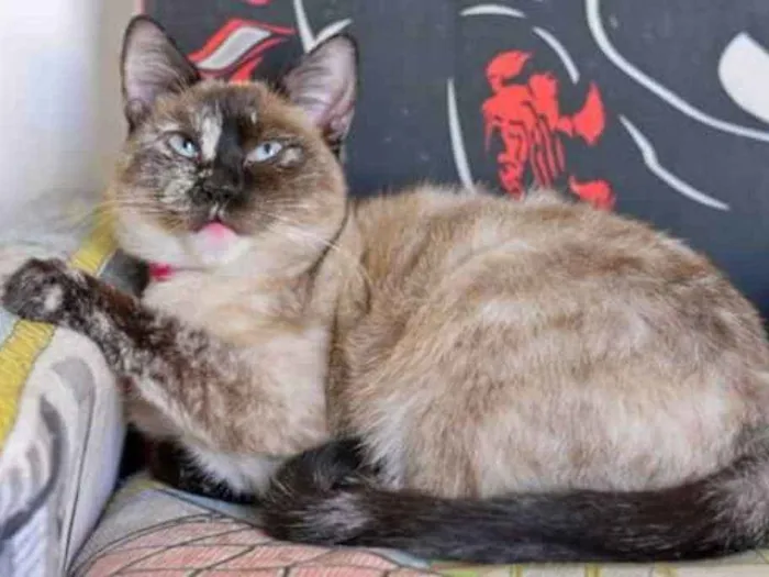 Gato ra a  idade 2 anos nome Madrecita