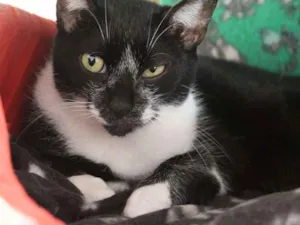 Gato raça  idade 2 anos nome Margô