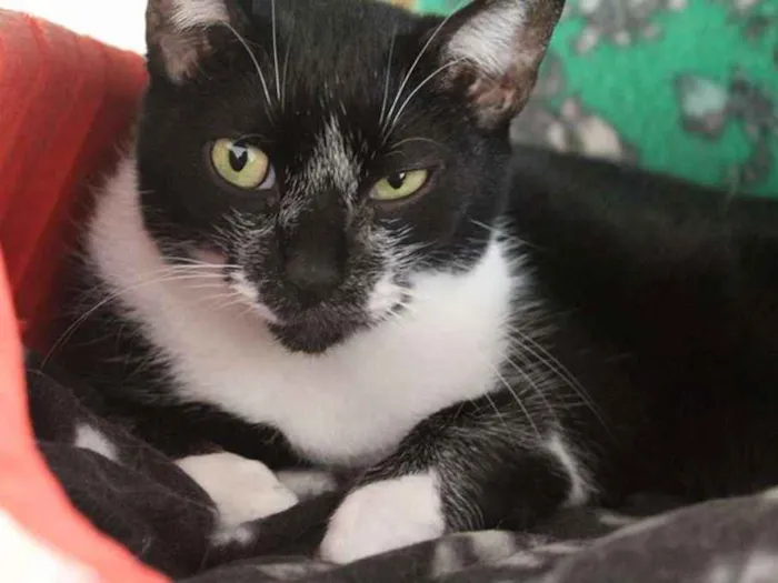 Gato ra a  idade 2 anos nome Margô