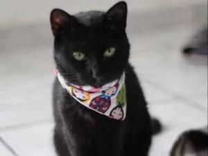 Gato raça  idade 4 anos nome Carvão