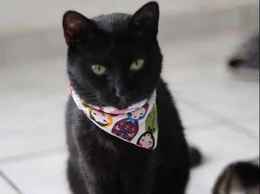 Gato ra a  idade 4 anos nome Carvão
