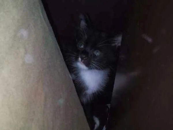 Gato raça  idade Abaixo de 2 meses nome SEM NOME