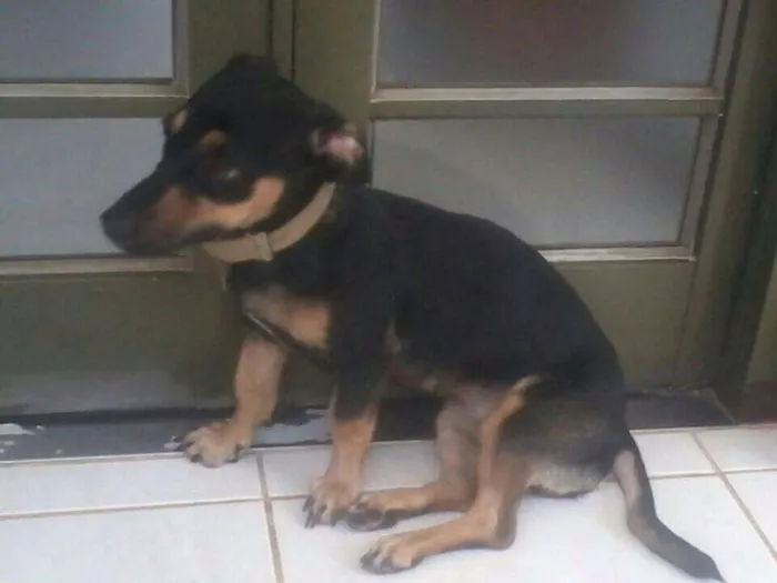 Cachorro ra a SRD mestiça basset idade 1 ano nome MEG