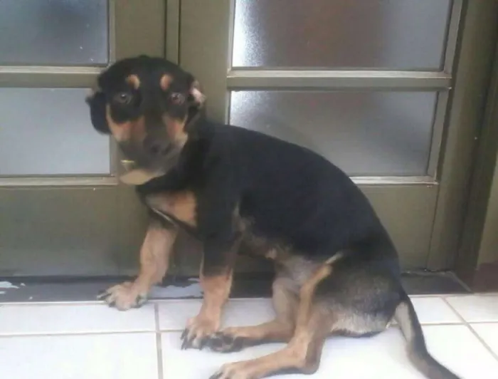Cachorro ra a SRD mestiça basset idade 1 ano nome MEG