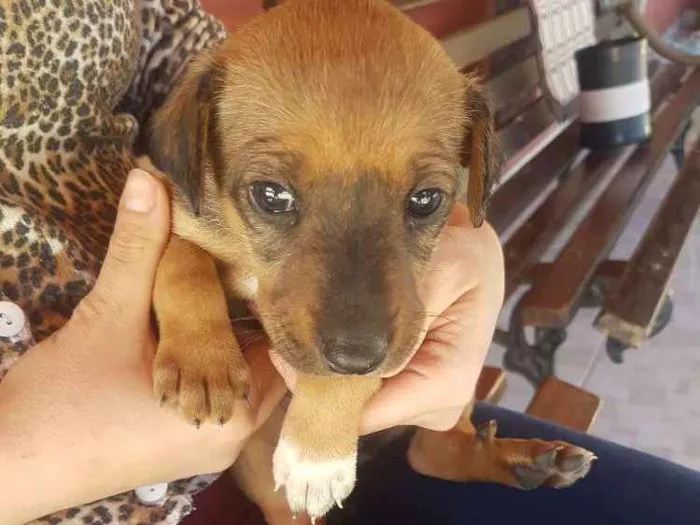 Cachorro ra a SRD idade Abaixo de 2 meses nome Não definido ainda