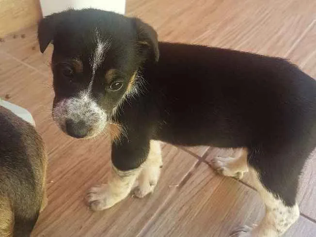 Cachorro ra a SRD idade Abaixo de 2 meses nome Não definido ainda