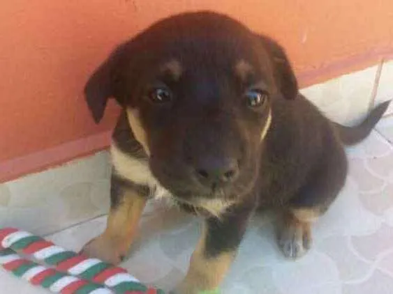 Cachorro ra a SRD idade Abaixo de 2 meses nome Não definido ainda