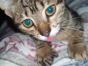 Gato raça  idade 2 a 6 meses nome Mel