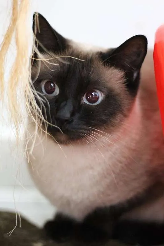 Gato ra a  idade 2 anos nome Bonnie