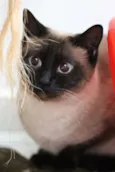 Bonnie