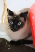 Bonnie