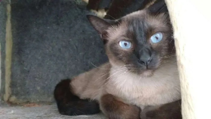 Gato ra a  idade 2 anos nome Bonnie