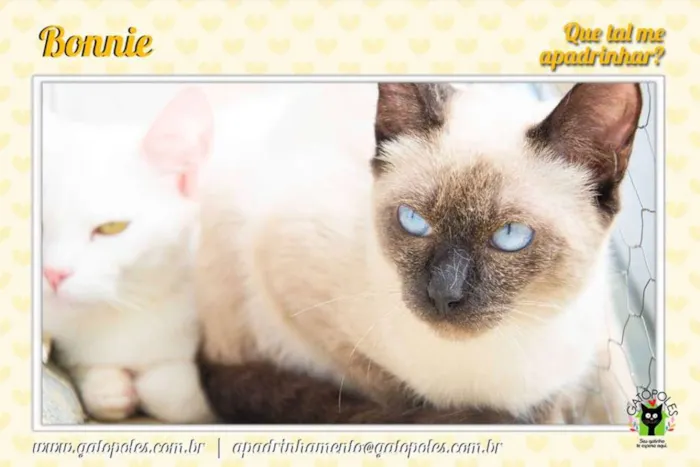 Gato ra a  idade 2 anos nome Bonnie